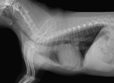 呼吸器外科イメージ写真