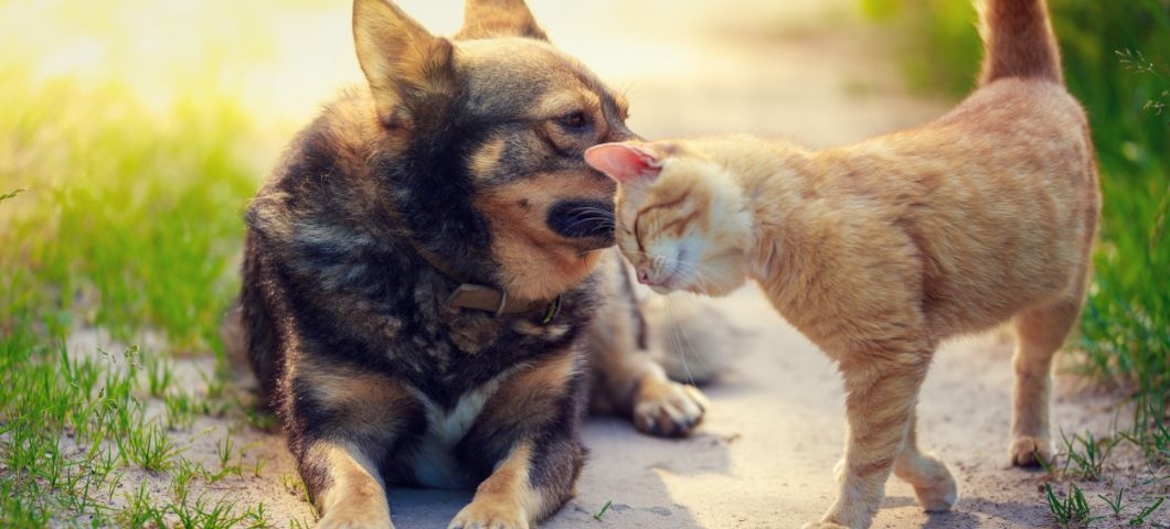 飼い主様と動物たちの心によりそう動物病院です