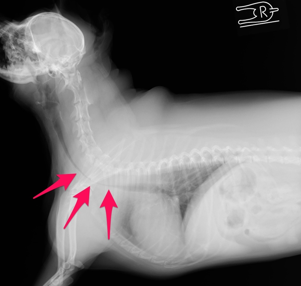 犬 気管 虚脱 注射 で の 治療