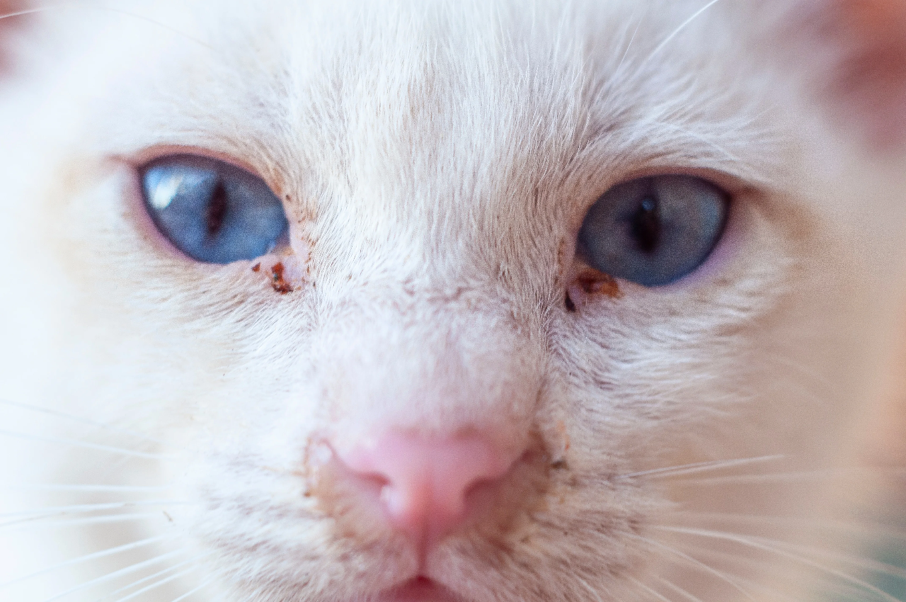 経鼻栄養カテーテル（鼻カテ）の使い方と注意事項 | 猫専門病院の猫ブログ nekopedia ネコペディア