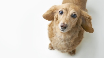 椎間板ヘルニアの治療 犬の椎間板ヘルニア 診療案内 福山市 尾道市の動物病院 動物医療センター Aloha あそう動物病院 椎間板ヘルニアの治療 犬の椎間板ヘルニア 診療案内 福山市 尾道市の動物病院 動物医療センター Aloha あそう動物病院