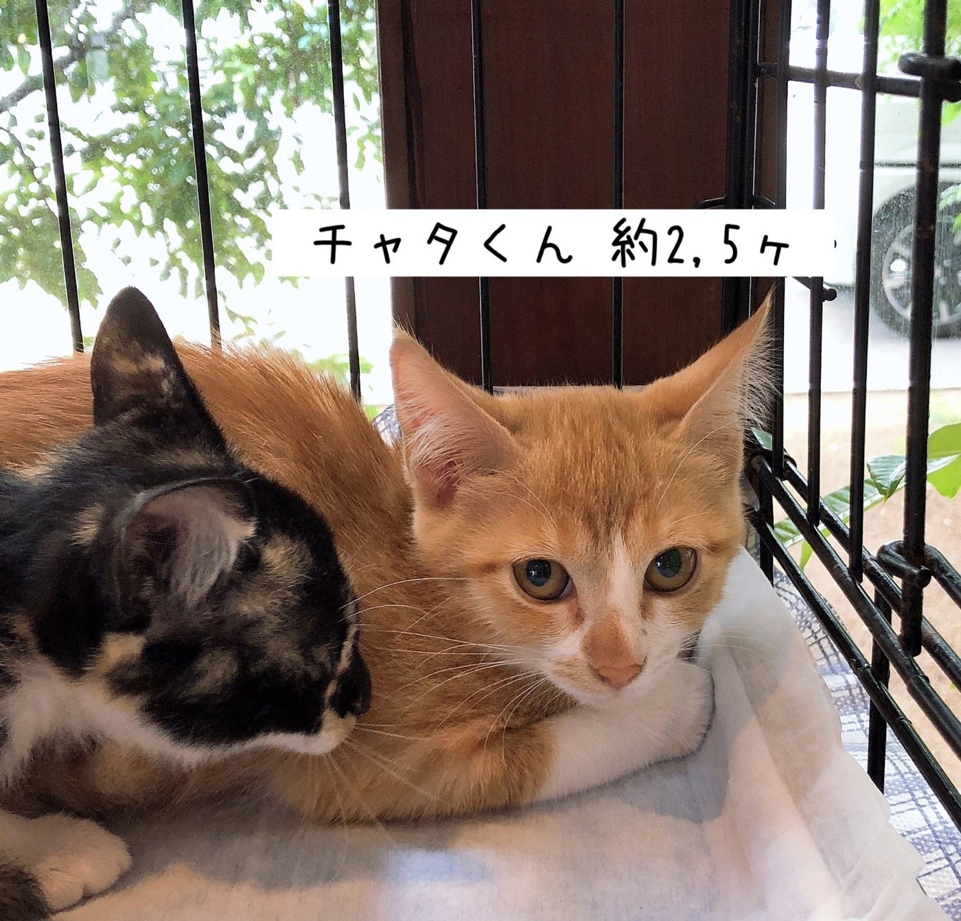 8 17現在 子猫情報 里親募集中の猫たち 福山市でホメオパシーならホリスティックショップ Queserasera ケセラセラ ドッグランのあるドックカフェ併設 福山市 福山市 尾道市の動物病院 動物医療センター Aloha あそう動物病院 8 17現在 子猫情報 里親募集中の猫たち 福山市でホメオパシーならホリスティックショップ Queserasera ケセラセラ ドッグランのあるドックカフェ併設 福山市 福山市 尾道市の動物病院 動物医療センター Aloha あそう動物病院