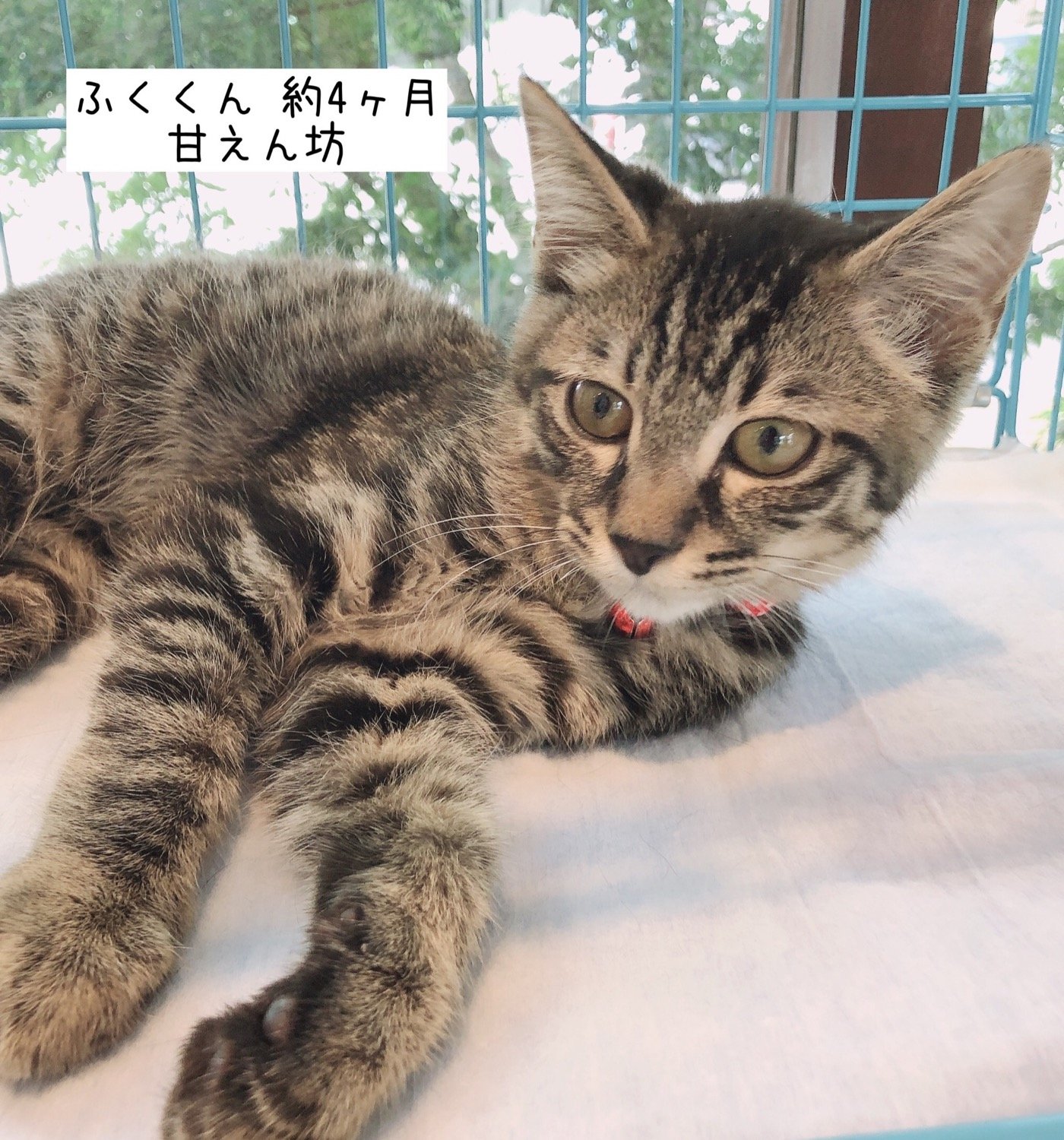 8 17現在 子猫情報 里親募集中の猫たち 福山市でホメオパシーならホリスティックショップ Queserasera ケセラセラ ドッグランのあるドックカフェ併設 福山市 福山市 尾道市の動物病院 動物医療センター Aloha あそう動物病院