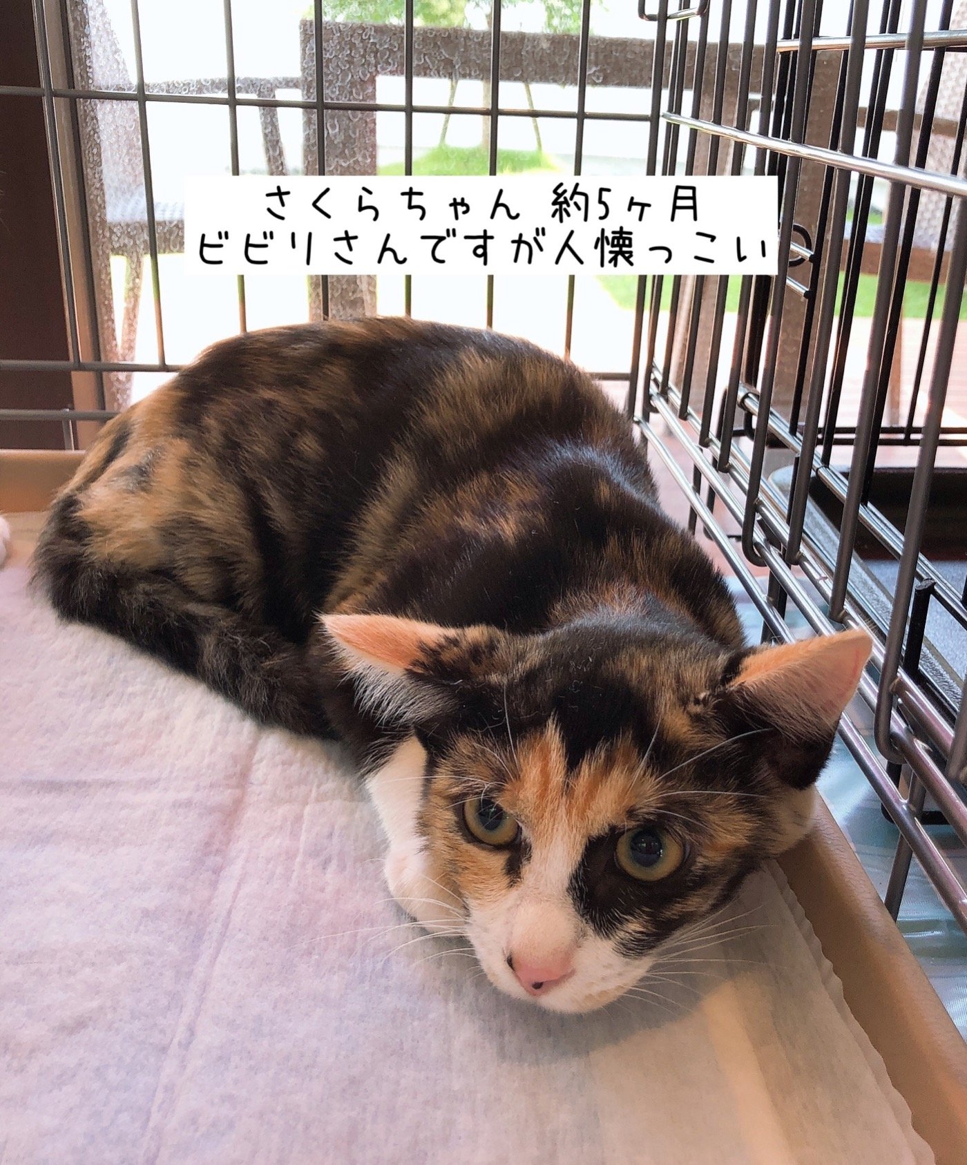 8 17現在 子猫情報 里親募集中の猫たち 福山市でホメオパシーならホリスティックショップ Queserasera ケセラセラ ドッグランのあるドックカフェ併設 福山市 福山市 尾道市の動物病院 動物医療センター Aloha あそう動物病院