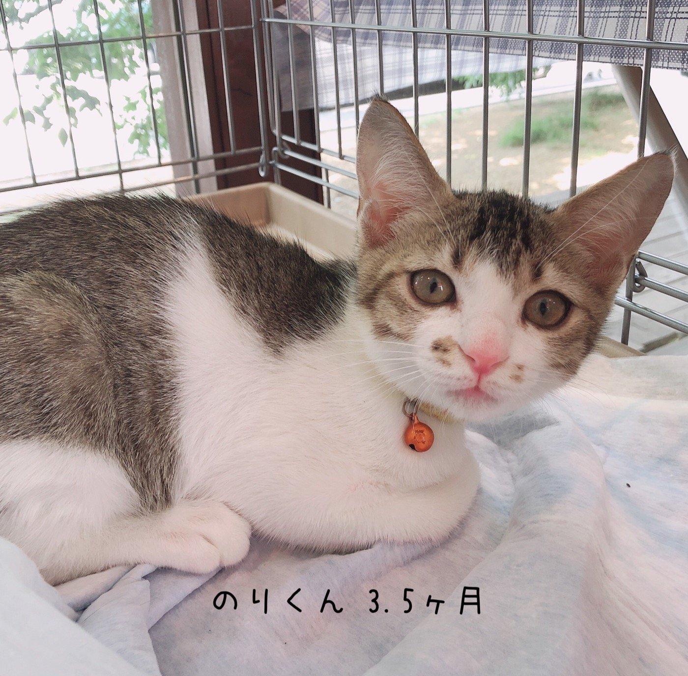 8 17現在 子猫情報 里親募集中の猫たち 福山市でホメオパシーならホリスティックショップ Queserasera ケセラセラ ドッグランのあるドックカフェ併設 福山市 福山市 尾道市の動物病院 動物医療センター Aloha あそう動物病院