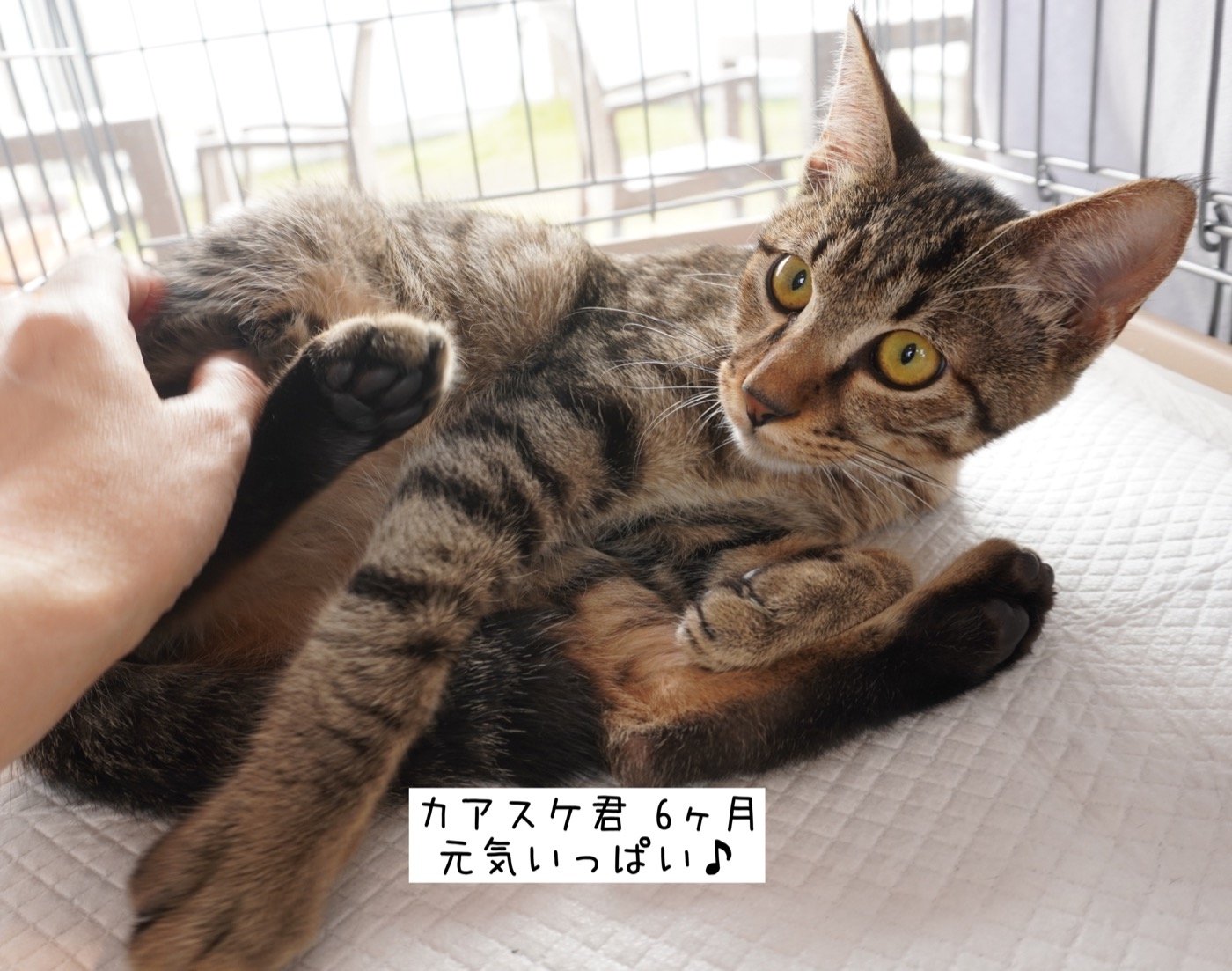 10 26現在の猫さん情報 里親募集中の猫たち 福山市でホメオパシーならホリスティックショップ Queserasera ケセラセラ ドッグランのあるドックカフェ併設 福山市 福山市 尾道市の動物病院 動物医療センター Aloha あそう動物病院