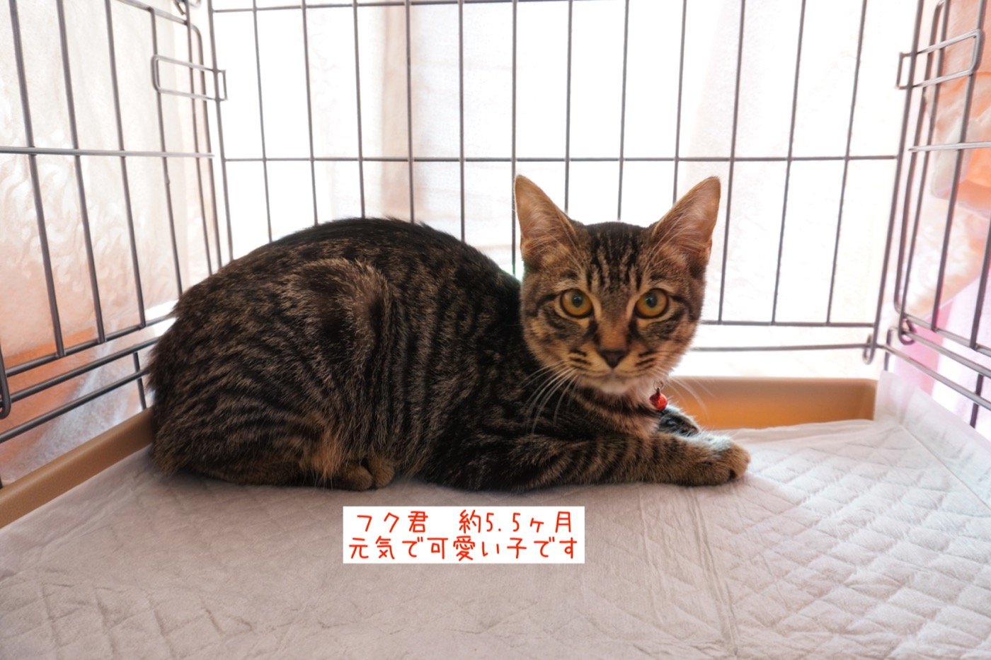 10 2現在 子猫情報 里親募集中の猫たち 福山市でホメオパシーならホリスティックショップ Queserasera ケセラセラ ドッグランのあるドックカフェ併設 福山市 福山市 尾道市の動物病院 動物医療センター Aloha あそう動物病院