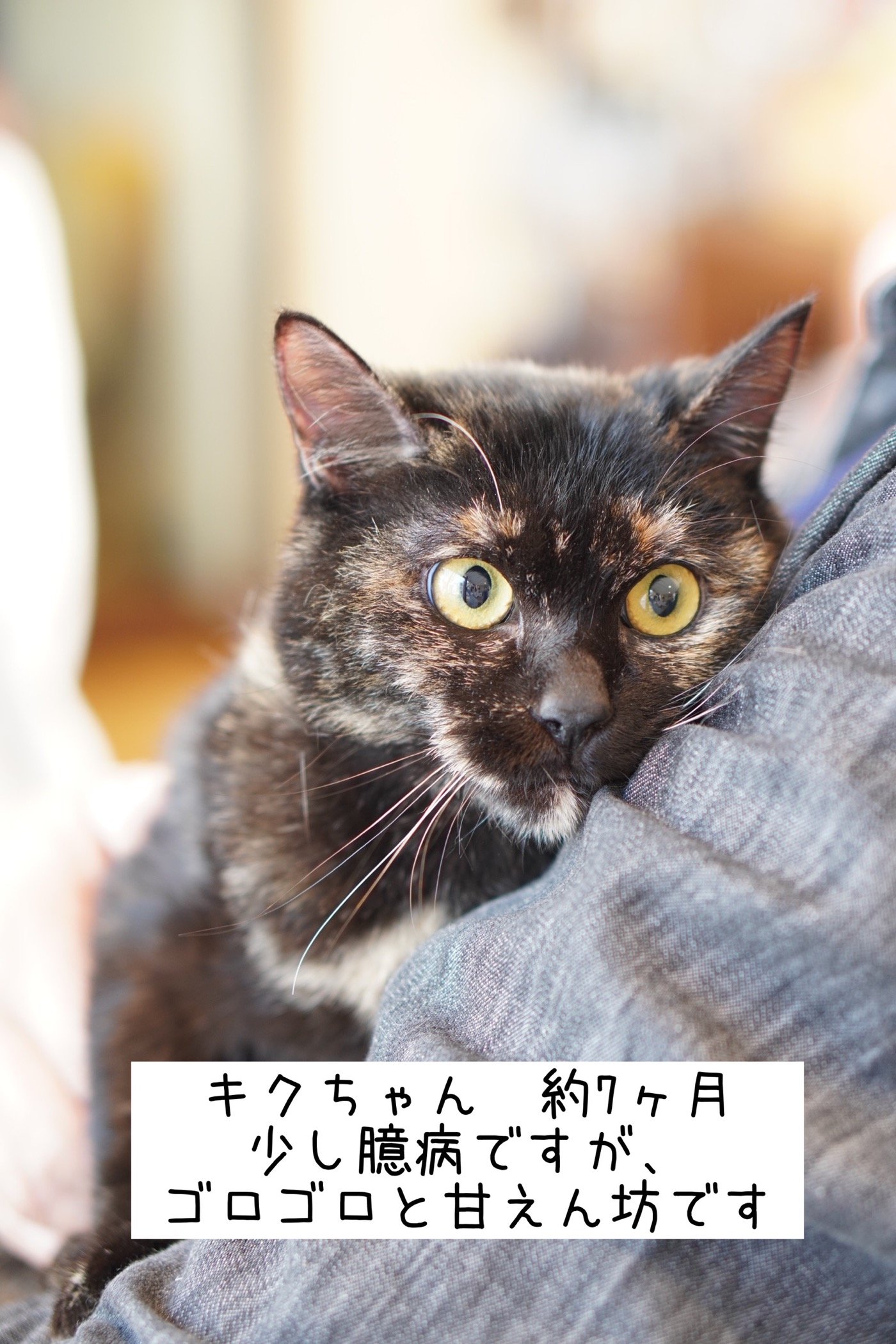 12 29 現在の猫さん情報 里親募集中の猫たち 福山市でホメオパシーならホリスティックショップ Queserasera ケセラセラ ドッグランのあるドックカフェ併設 福山市 福山市 尾道市の動物病院 動物医療センター Aloha あそう動物病院 12 29 現在の猫さん情報 里親募集中の猫たち 福山市でホメオパシーならホリスティックショップ Queserasera ケセラセラ ドッグランのあるドックカフェ併設 福山市 福山市 尾道市の動物病院 動物医療センター Aloha あそう動物病院
