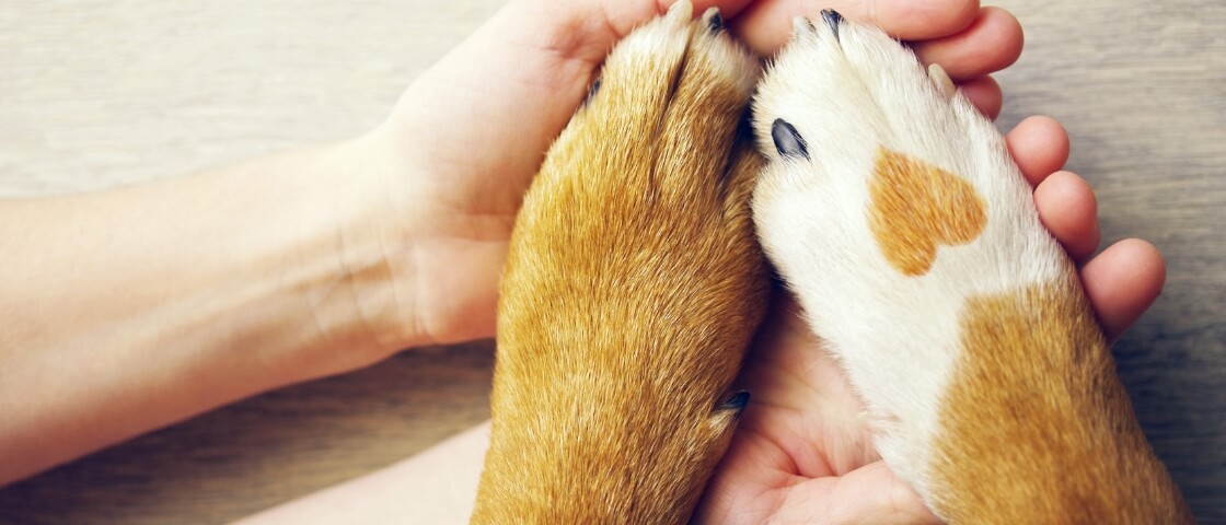 写真:
猫と人の手